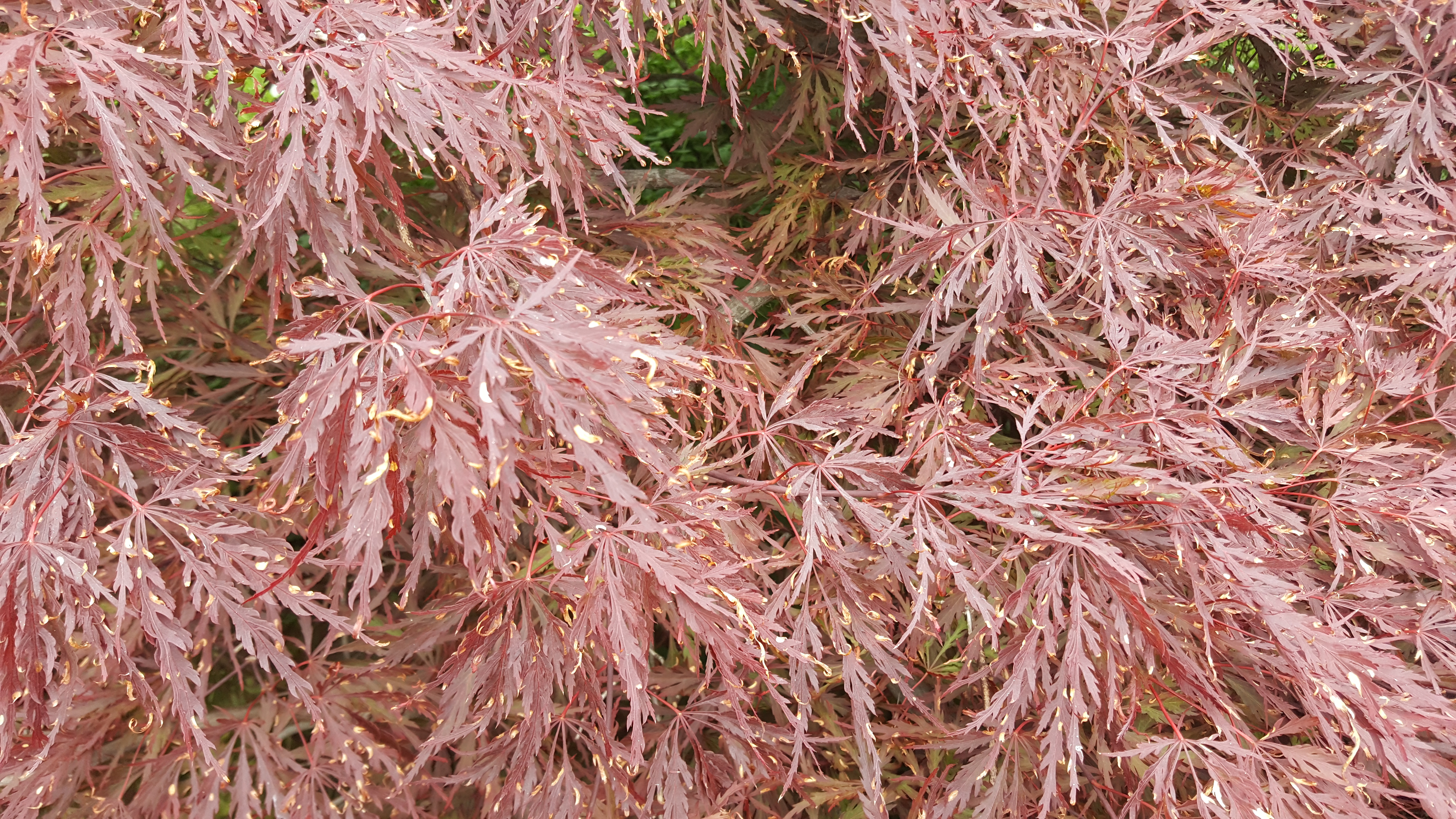 Oh no ! My dwarf Japanese maple leafbaby is dying ! - Leafbabies
